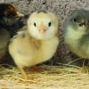Ameraucana - Easter Egger Bantam - Image 2