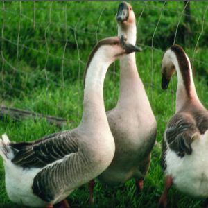 African Goose