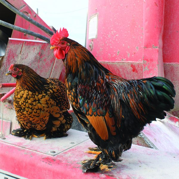 Golden Laced Cochin Bantam