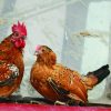 Mille Fleur d'Uccle Bantam - Image 3