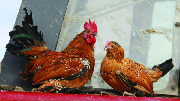 Mille Fleur d'Uccle Bantam