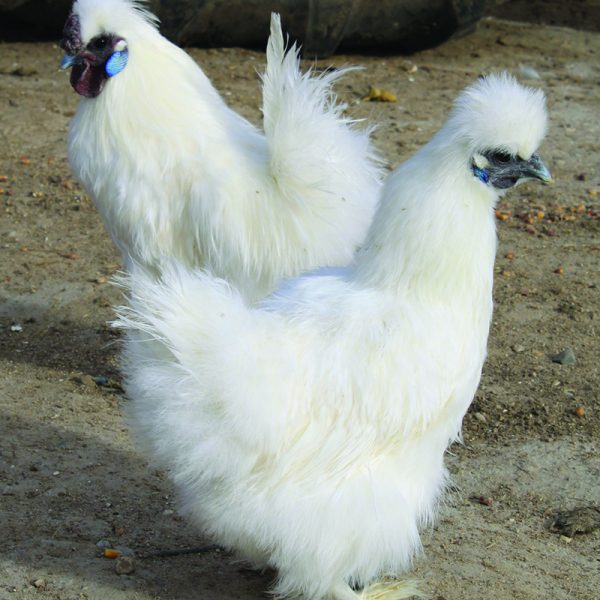 White Silkie Bantam
