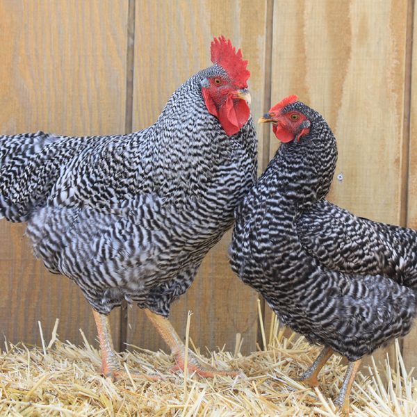 Barred Plymouth Rock