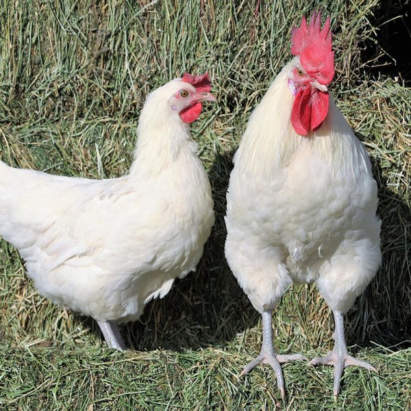 American White Bresse