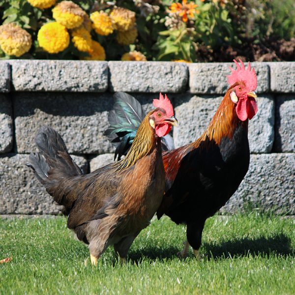 Brown Leghorn