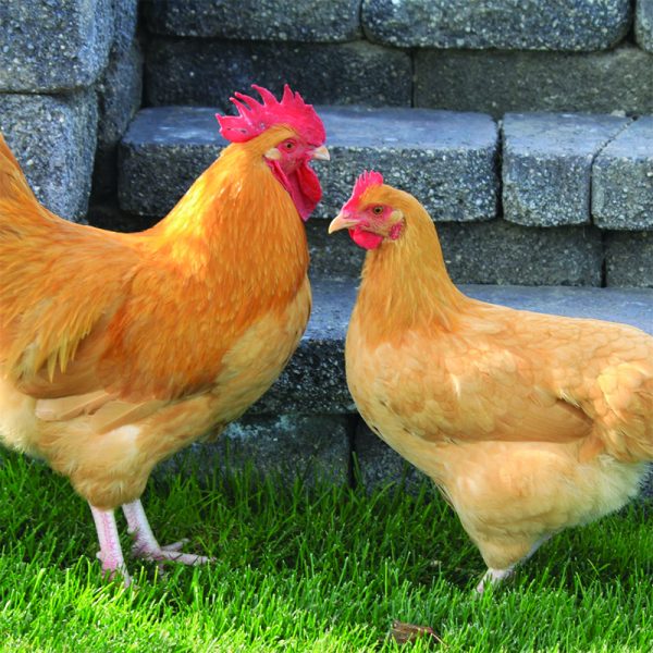 Buff Orpington
