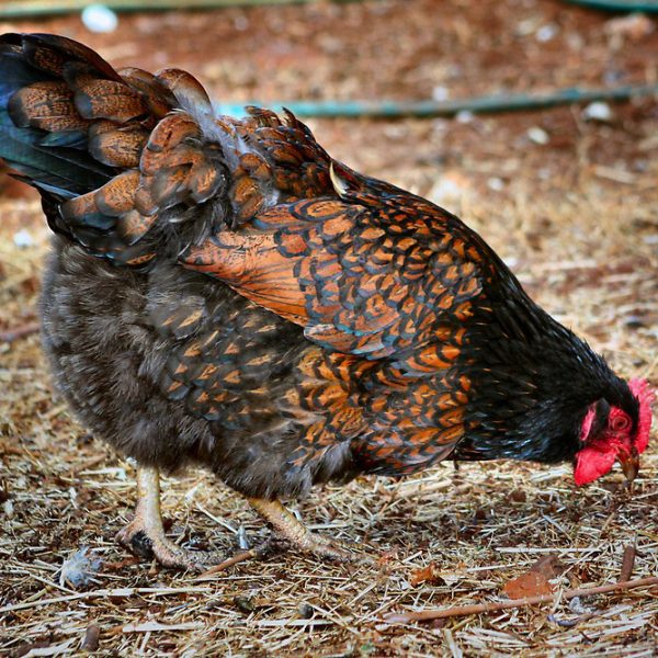 Barnevelder