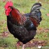 Barnevelder - Image 2