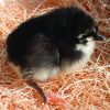 Black Australorp - Image 4
