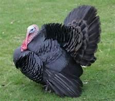 Black Broad Breasted Turkey