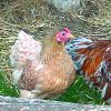 Blue Laced Red Wyandotte Bantam - Image 2