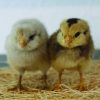 Ameraucana - Easter Egger - Image 3
