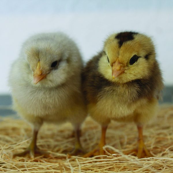 Assorted Chick Males