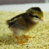BB Red Old English Bantam - Image 3