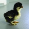 Birchen Cochin Bantam - Image 2