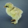 Blue Cochin Bantam - Image 2