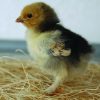 Buff Brahma Bantam - Image 2