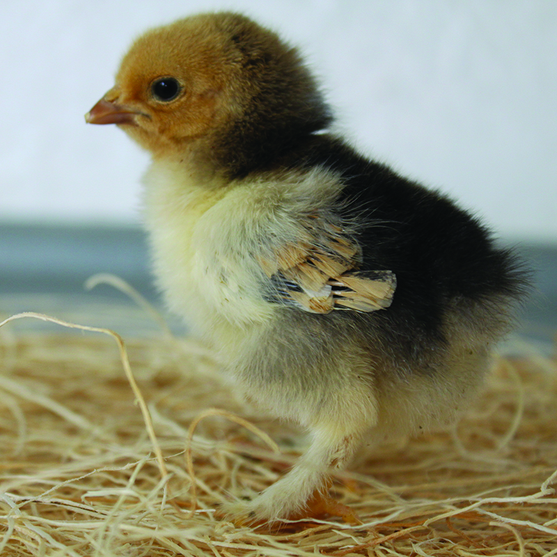 Buff Brahma Bantam