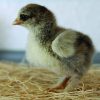 Dark Brahma Bantam - Image 2