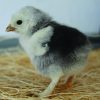 Light Brahma Bantam - Image 2