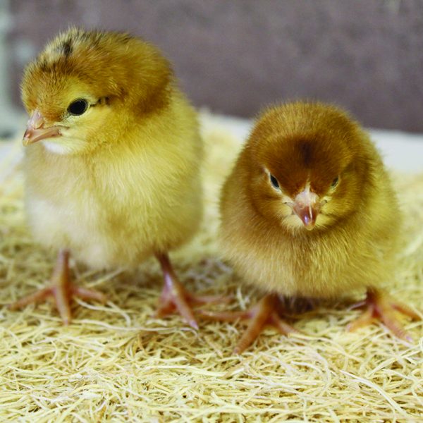 Assorted Chick Straight Run