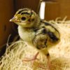 Ringneck Pheasant - Image 3