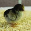 Silver Pencilled Rock Bantam - Image 2