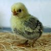 Silver Sebright Bantam - Image 2
