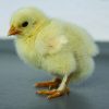 White Cochin Bantam - Image 2