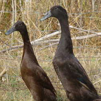 Chocolate Runner Ducks