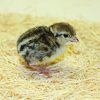 Chukar Partridge - Image 2