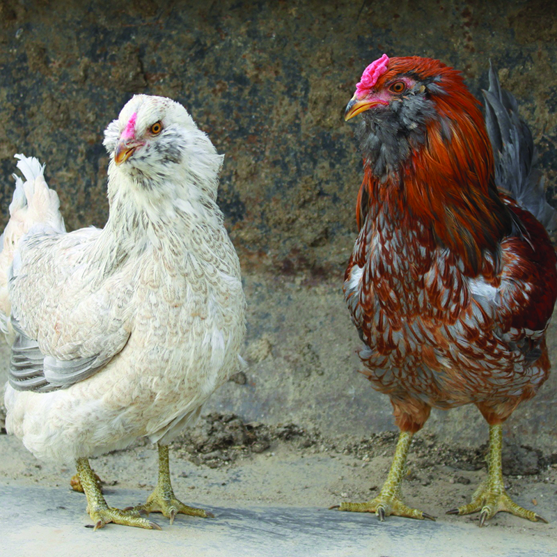 ameraucana cockerel