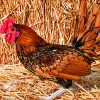Golden Sebright Bantam - Image 3