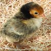 Golden Sebright Bantam - Image 2