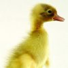 Indian Fawn White Runner - Image 2