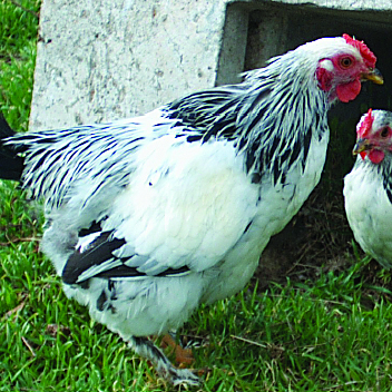 https://www.dunlaphatcherypoultry.com/wp-content/uploads/2020/01/LightBrahmaBantam.jpg