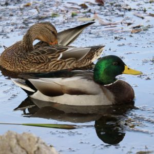 Mallard Duck