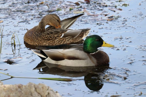 Mallard Duck