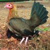 BB Red Old English Bantam - Image 2