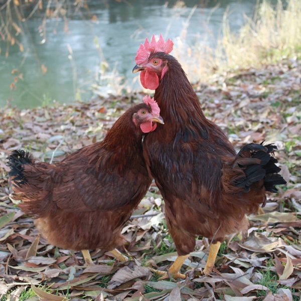 Rhode Island Red