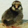 Silver Laced Wyandotte - Image 2
