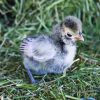 Silver Laced Polish - Image 2