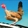 Turken Bantam - Image 2