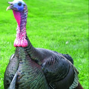 Bronze Turkey