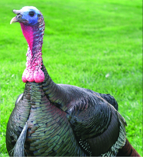 Tryk ned pensionist Aja Broad Breasted Bronze Turkey
