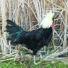 White Crested Black Polish - Image 2