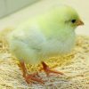White Leghorn - Image 2