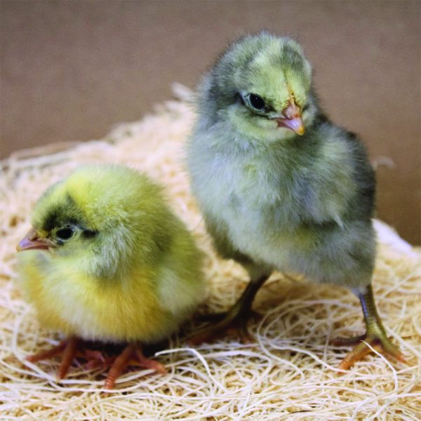 Assorted Chick Females