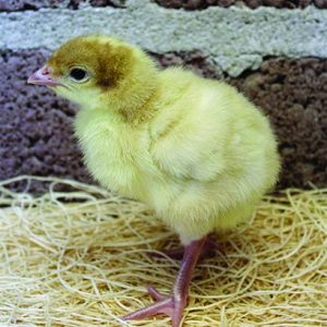 Broad Breasted White Turkey