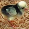 White Crested Black Polish - Image 3